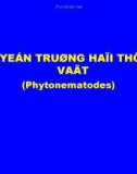 Tuyến trùng hại thực vật