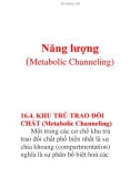 Năng lượng (Metabolic Channeling)