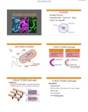 Bài giảng Vi sinh vật - Tế bào vi khuẩn