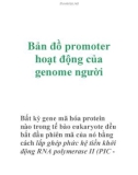 Bản đồ promoter hoạt động của genome người