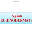 Bài giảng Cổ sinh vật học - Chương 9: Ngành Echinodermata