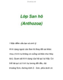 Lớp San hô (Anthozoa)