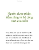 Nguồn dược phẩm tiềm năng từ hệ cộng sinh của kiến