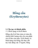 Hồng cầu (Erythrocytes)