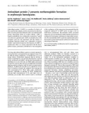 Báo cáo khoa học: Antioxidant protein 2 prevents methemoglobin formation in erythrocyte hemolysates