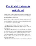 Chu kỳ sinh trưởng của nuôi cấy mẻ