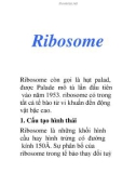 Đại cương Ribosome