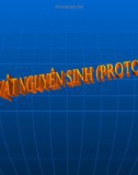 Bài giảng Động vật nguyên sinh (Protozoa)