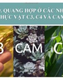 Bài giảng Sinh học lớp 11 bài 9: Quang hợp ở các nhóm thực vật C3, C4 và CAM