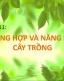 Bài giảng Sinh học lớp 11 bài 11: Quang hợp và năng suất cây trồng