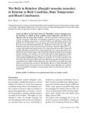 Báo cáo khoa học: Wet Belly in Reindeer (Rangifer tarandus tarandus) in Relation to Body Condition, Body Temperature and Blood Constituents