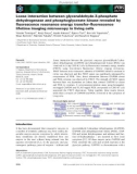 Báo cáo khoa học: Loose interaction between glyceraldehyde-3-phosphate dehydrogenase and phosphoglycerate kinase revealed by ﬂuorescence resonance energy transfer–ﬂuorescence lifetime imaging microscopy in living cells