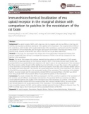 Báo cáo y học: Immunohistochemical localization of mu opioid receptor in the marginal division with comparison to patches in the neostriatum of the rat brain