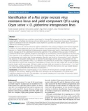 báo cáo khoa học: Identification of a Rice stripe necrosis virus resistance locus and yield component QTLs using Oryza sativa × O. glaberrima introgression lines