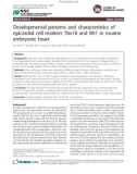 Báo cáo y học: Developmental patterns and characteristics of epicardial cell markers Tbx18 and Wt1 in murine embryonic heart