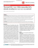 Báo cáo y học: The novel HSV-1 US5-1 RNA is transcribed off a domain encoding US 5, US 4, US 3, US 2 and α22