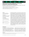 Báo cáo khoa học: Site-directed enzymatic PEGylation of the human granulocyte colony-stimulating factor