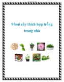 9 loại cây thích hợp trồng trong nhà