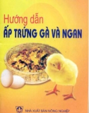 Kĩ thuật ấp trứng gà và ngan