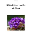 Kỹ thuật trồng và chăm sóc Violet