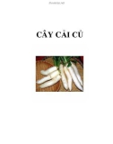 CÂY CẢI CỦ