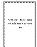 'Dừa Mủ' - Hiện Tượng Phổ Biến Trên Các Vườn Dừa