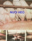 Nuôi Heo