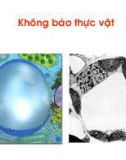 Không bào thực vật