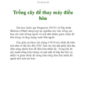 Trồng cây để thay máy điều hòa