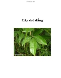 Cây chè đắng