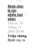 Bệnh cháy lá.