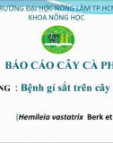 Báo cáo: Bệnh gỉ sắt trên cây cà phê