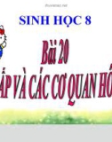 Bài giảng Sinh học 8 bài 20: Hô hấp và các cơ quan hô hấp