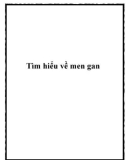 Tìm hiểu về men gan