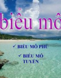 Tài liệu: Biểu mô