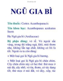 NGŨ GIA BÌ