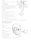 Kỳ huyệt - Kinh lạc học: Phần 2