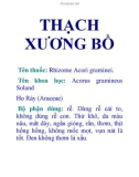 THẠCH XƯƠNG BỒ