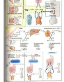 Atlas de poche pharmacologie - part 8