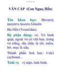 VĂN CÁP (Con Ngao, Hến)