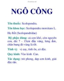 NGÔ CÔNG