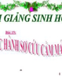 Bài giảng Sinh học 8 bài 19: Thực hành Sơ cứu cầm máu