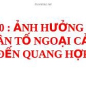 Bài giảng Sinh học lớp 12 bài 10: Ảnh hưởng của các nhân tố ngoại cảnh đến quang hợp