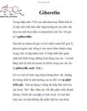 Giberelin