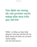 Xác định các tương tác của protein xuyên màng nấm men trên quy mô lớn