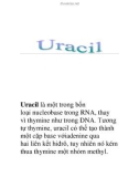 Uracil