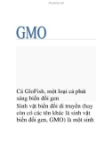 gmo