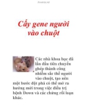 Cấy gene người vào chuột