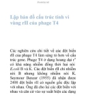 Lập bản đồ cấu trúc tinh vi vùng rII của phage T4