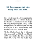 Sử dụng enzym giới hạn trong phân tích ADN